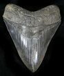 Quality, Serrated Megalodon Tooth #23407-1